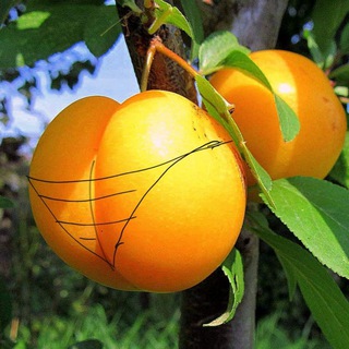 АЛЫЧА ОТ ИЛЬИЧА