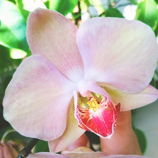 ОРХИДЕИ С АННОЙ НОБЕЛЕВОЙ