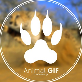 ANIMAL GIF