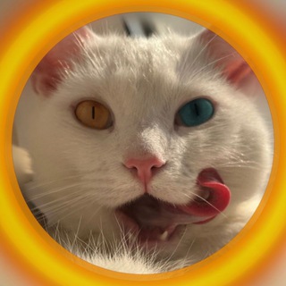 КОТИК ПАТРІОТИК