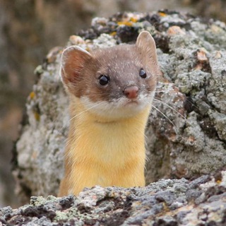 ЛАСКИ, ХОРИ И ПРОЧИЕ КУНЯШИ