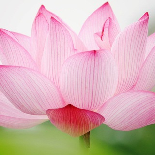 ДАОССКИЕ ЖЕНСКИЕ ПРАКТИКИ