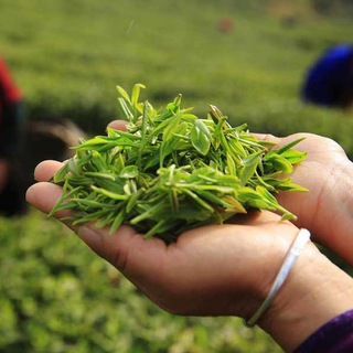 ЧАЙНЫЙ ЧИБАМБОЗ