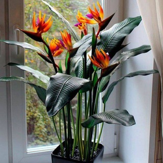 САМАРКАНД ГУЛЛАРИ SAMARQAND GULLARI САМАРҚАНД ГУЛЛАРИ FLOWERS SAMARKAND ЦВЕТЫ САМАРКАНД