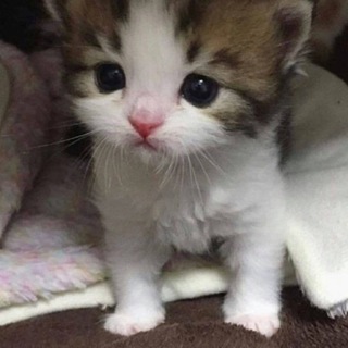 ГИФКИ С КОТЯТАМИ (НО НЕ ТОЛЬКО)