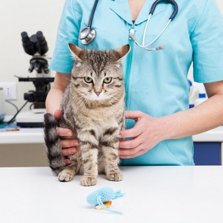 ДОМАШНИЙ ВЕТЕРЕНАР