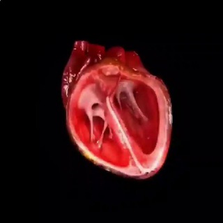 ПЕНИЦИЛЛИН