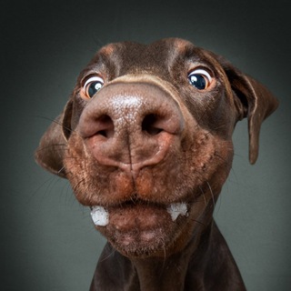 РАССМЕШНИЛА