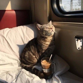 СМОТРИТЕЛЬ КОТИКОВ