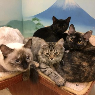 ЗООПСИХОЛОГ СВЕТЛАНА КАПУСТИНА