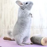 DIAMOND CHINCHILLA КАНАЛ