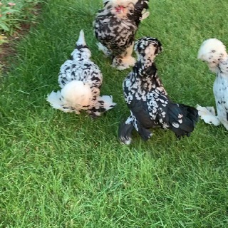 N1-УЗБЕКСКИЙ БЕНТАМКА