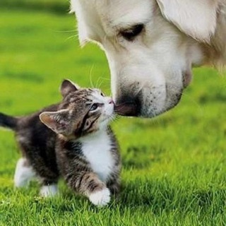 ОДНО УМИЛЕНИЕ