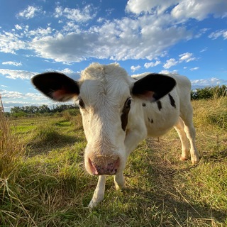 ДОМАШНЯЯ МОЛОЧНАЯ ПРОДУКЦИЯ