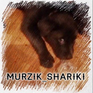 MURZIK_SHARIKI