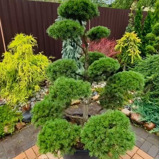 CONIFEROUS_GARDEN КАНАЛ