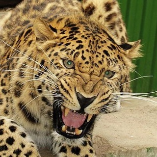 ИРКУТСКИЙ ЗООПАРК