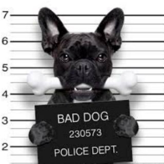 菲律宾宠物交流群