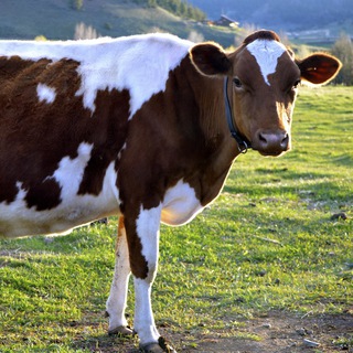 ЧОРВАДОР- БИЗ НАСЛЛИ КОРА МОЛ ЕТКАЗИБ БЕРАМИЗ!