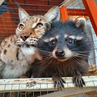 СИБИРСКИЙ ЗООПАРК