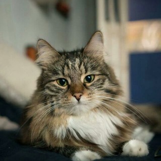 САМЫЙ УЮТНЫЙ ПРИЮТ / ПРОСТО ФОТКИ