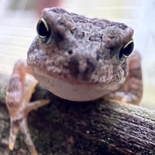 ФЕЙСКИЙ ПАТРУЛЬ