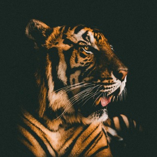 TIGER.MUZ