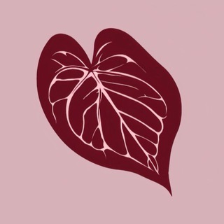 PLANTATHAI | ЗАКУПКИ ТАИЛАНД АНТУРИУМЫ PLANTATHERAPY