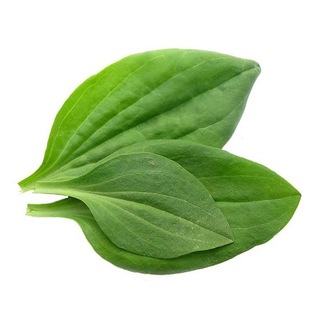 БОГЕМСКАЯ РАПСОДИЯ