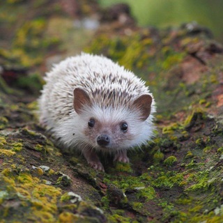 ТАЙНАЯ ЖИЗНЬ ЁЖИКА