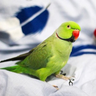 ПОПУГАЙ РИЧИ (РИЧАРД)