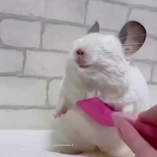 ХАМ’ЯЧИНА