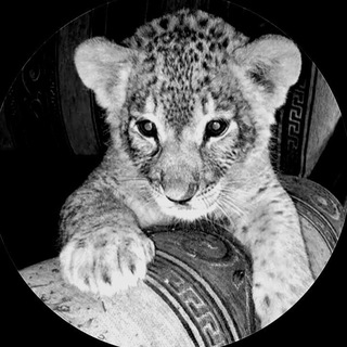 ƦᴏʏʟꞮS ᴄᴏᴍᴍᴜɴꞮᴛʏ⁣