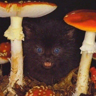 МОИ СРАНЫЕ КОШКИ