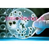 MICROBIOLOGY WORLD