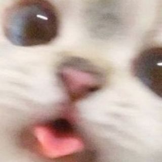 ミ ЖИВОТНЫЕ, КОТОРЫЕ ЛЮБЯТ 彡