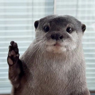 ВЫДРЫ И МЕМЫ