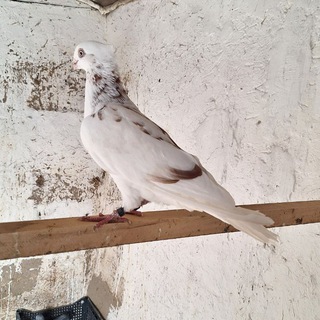 NAMANGAN KABUTARLARI