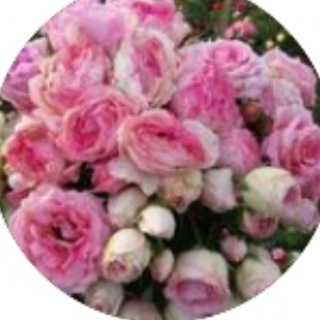 ПИТОМНИК РОЗ