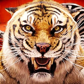 КИНО TIGER | ЛУЧШИЕ ФИЛЬМЫ И СЕРИАЛЫ В HD