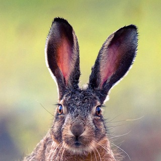 ДИКАЯ ПРИРОДА КРЫМА. MY-MRIYA.