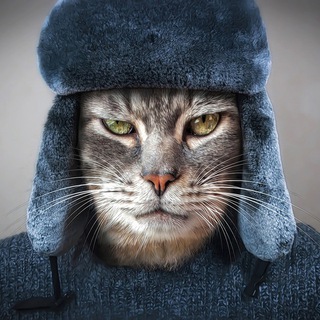 КОШКИН СИБИРЯК