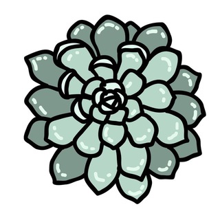 СУККУЛЕНТЫ ЧАТ