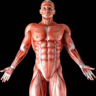 MUSCLE & MOTION