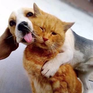 АВРОРА. ЗДОРОВЬЕ КОШЕК И СОБАК