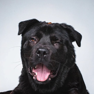 ФЛАГМАНВЕТ