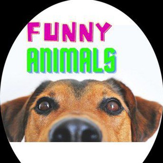 BEST.FUNNY_ANIMALS/СМЕШНЫЕ ЖИВОТНЫЕ