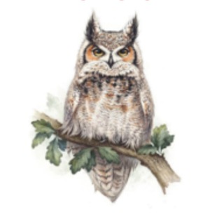 СОВО-СОВА ПРЕЗЕНТАЦИИ