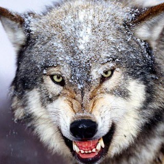 愚民小鎮 保衛香港! @WEREWOLFBOT (入群請先看規定)