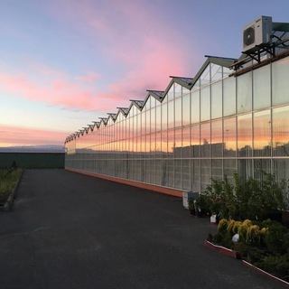 ГАРДЕНИЯ - ЦВЕТЫ ОПТОМ САНКТ-ПЕТЕРБУРГ.